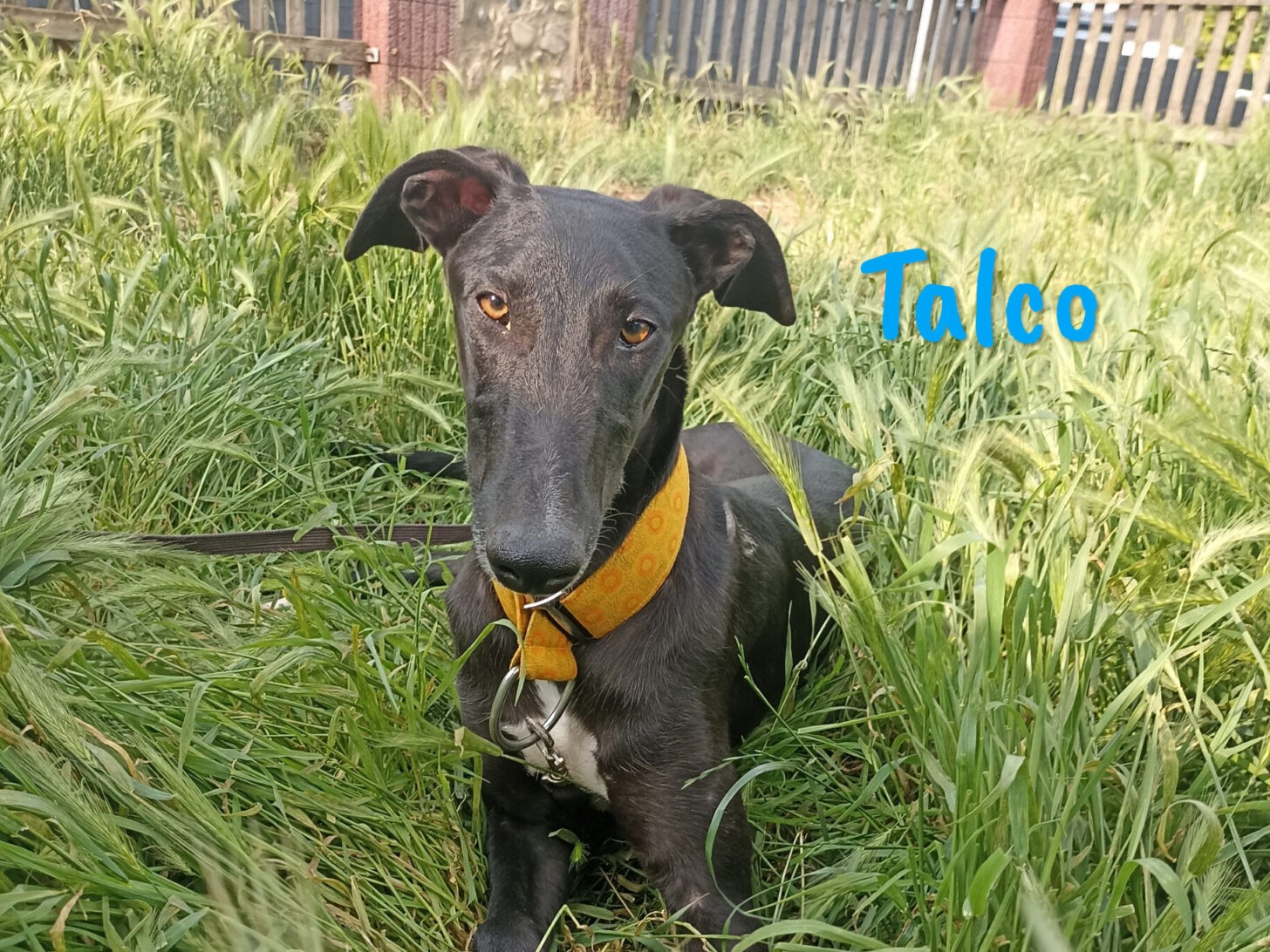 Talco-in Deutschland