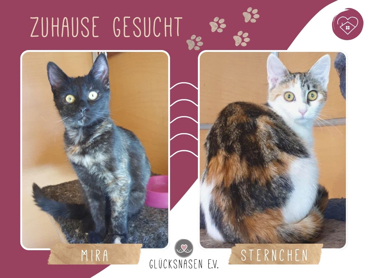 Mira und Sternchen warten