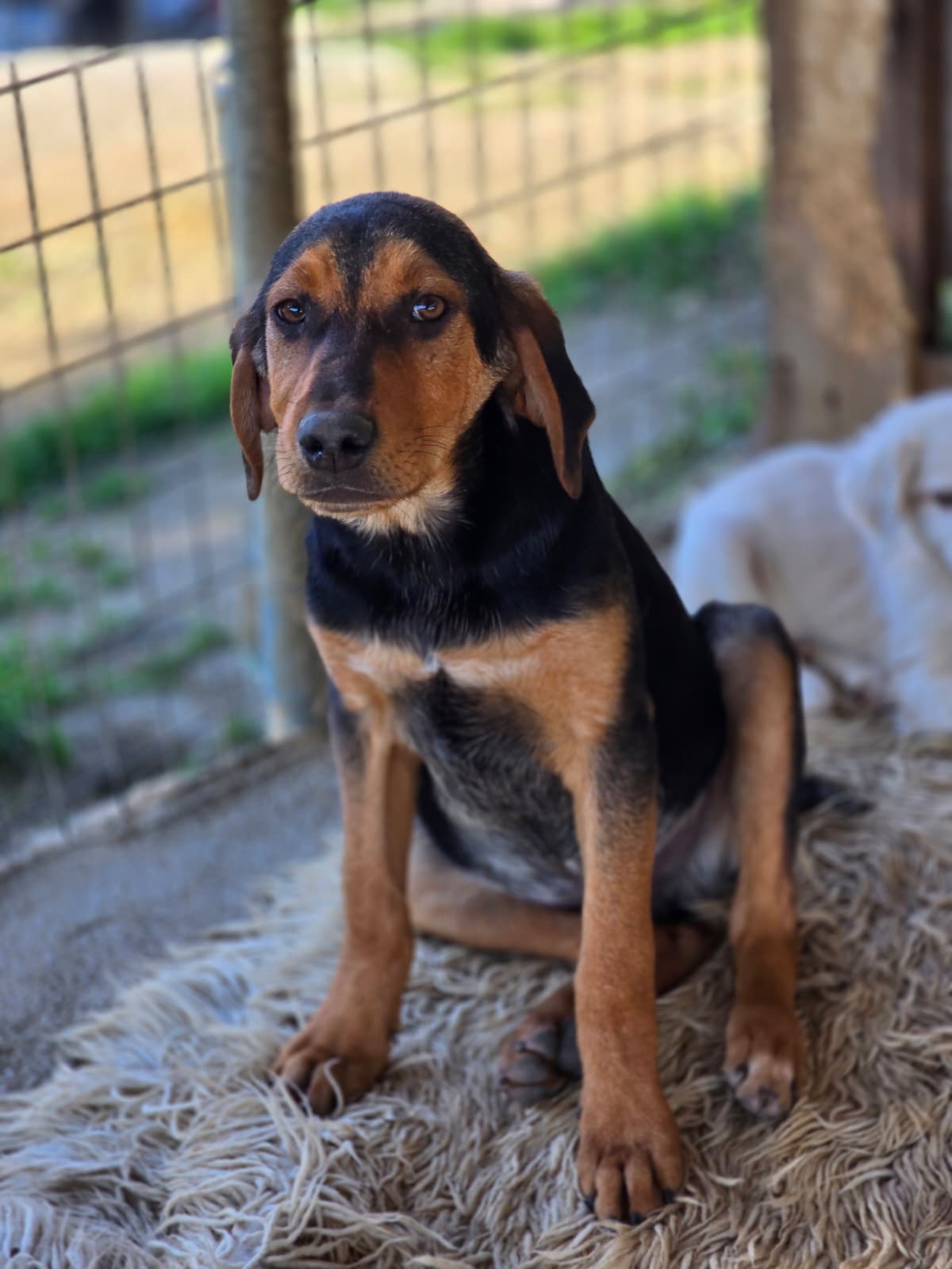 Vito