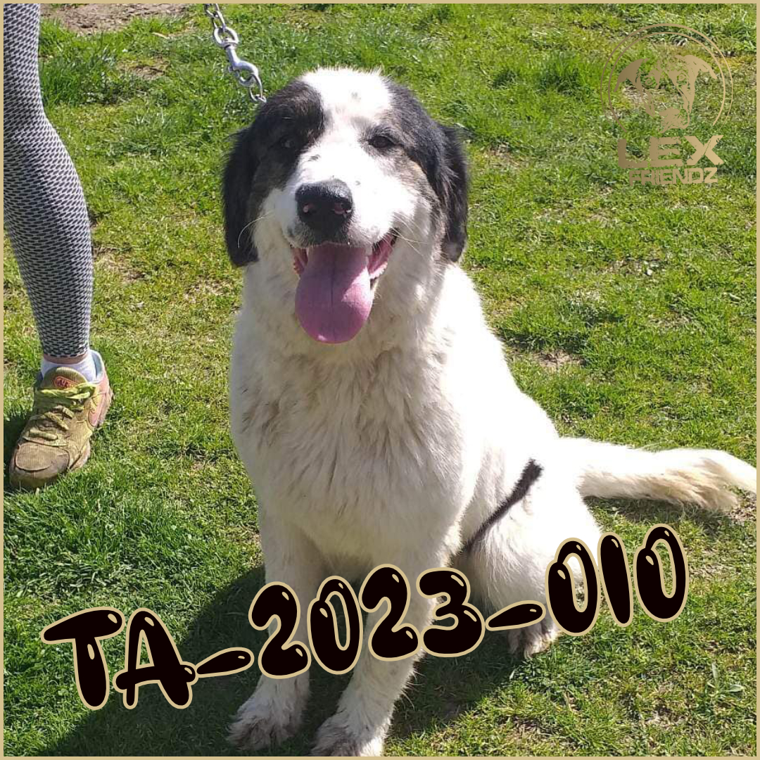 TA-2023-010