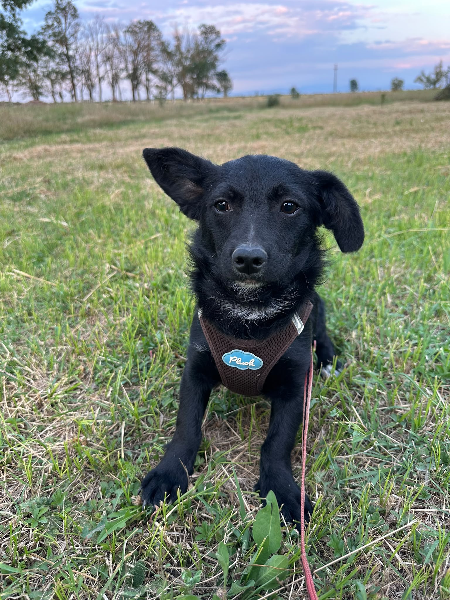 Lio