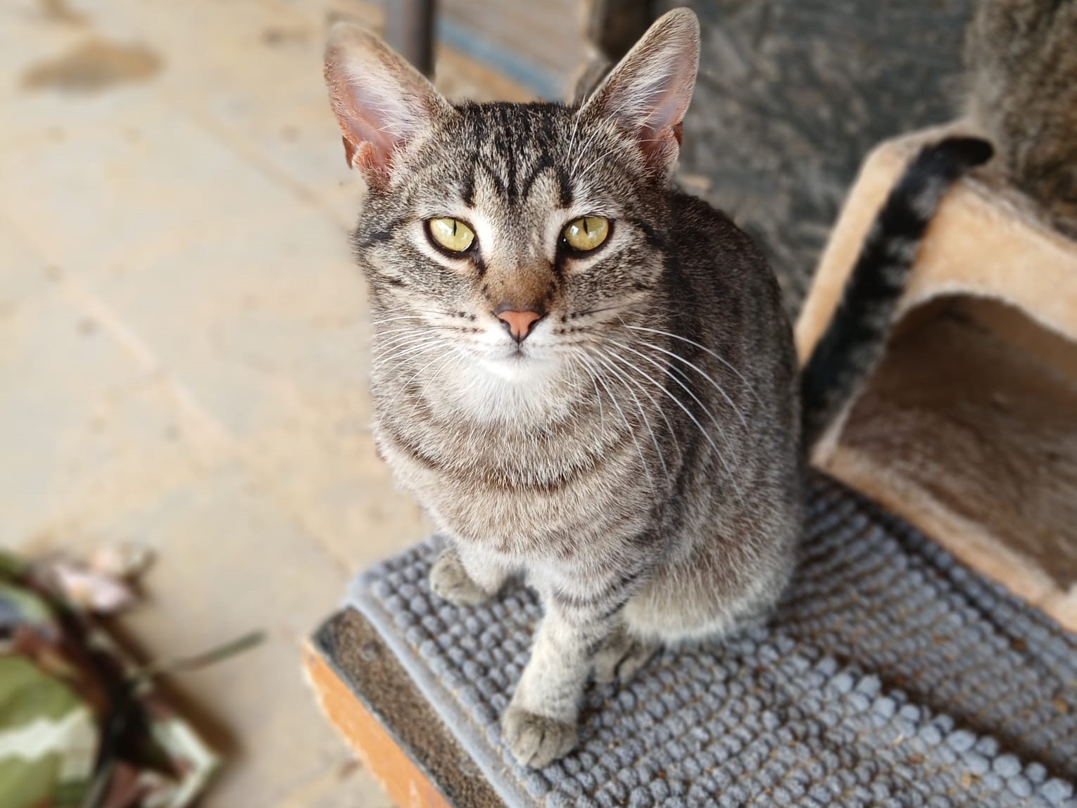 😺Neugierige Luna 💛