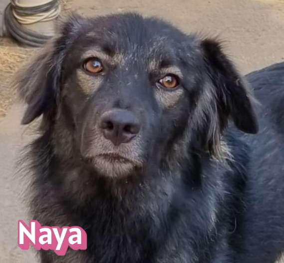 Naya
