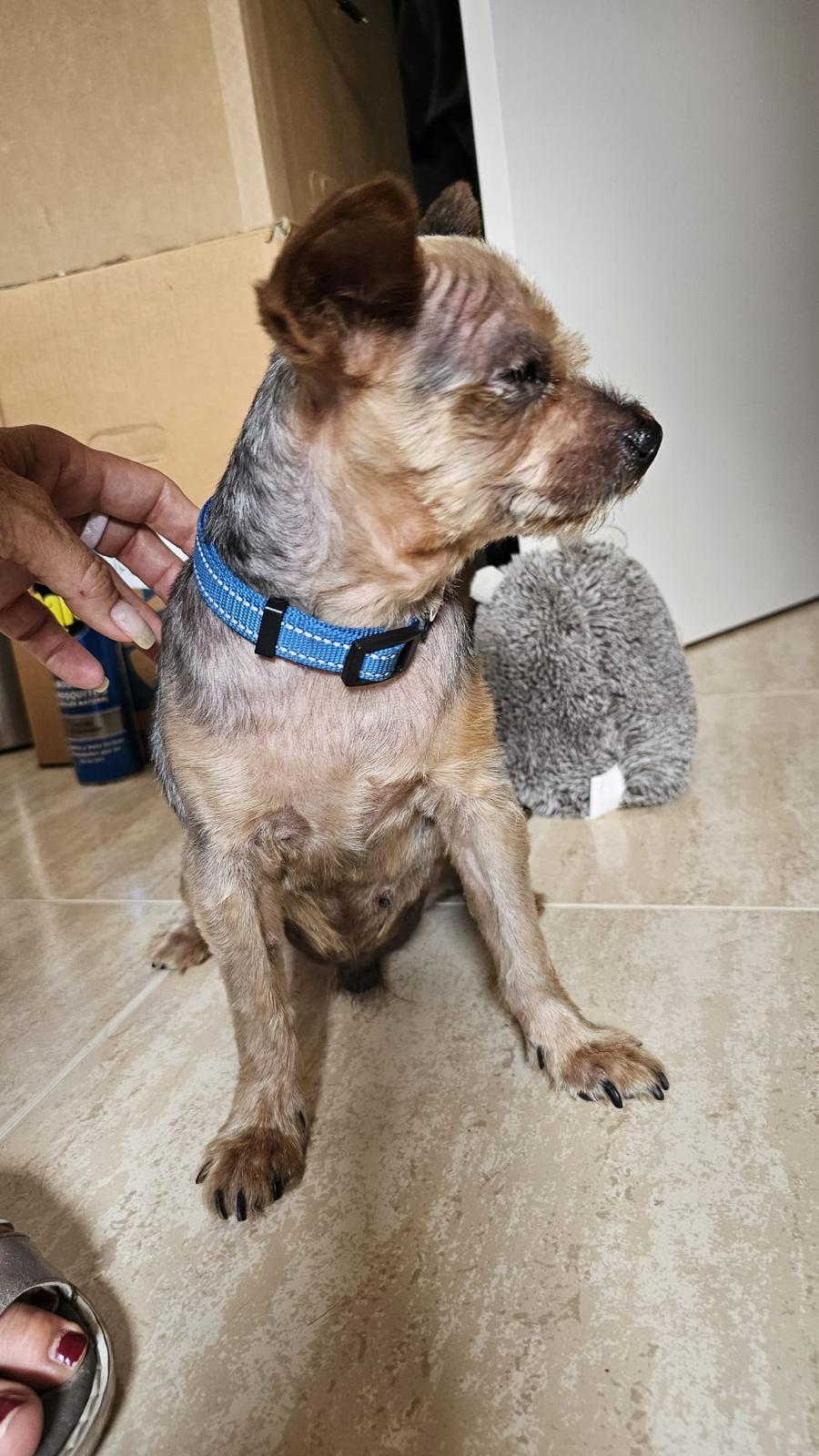Yorkie Sunny aus Leidersbach