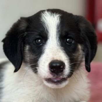 Pina