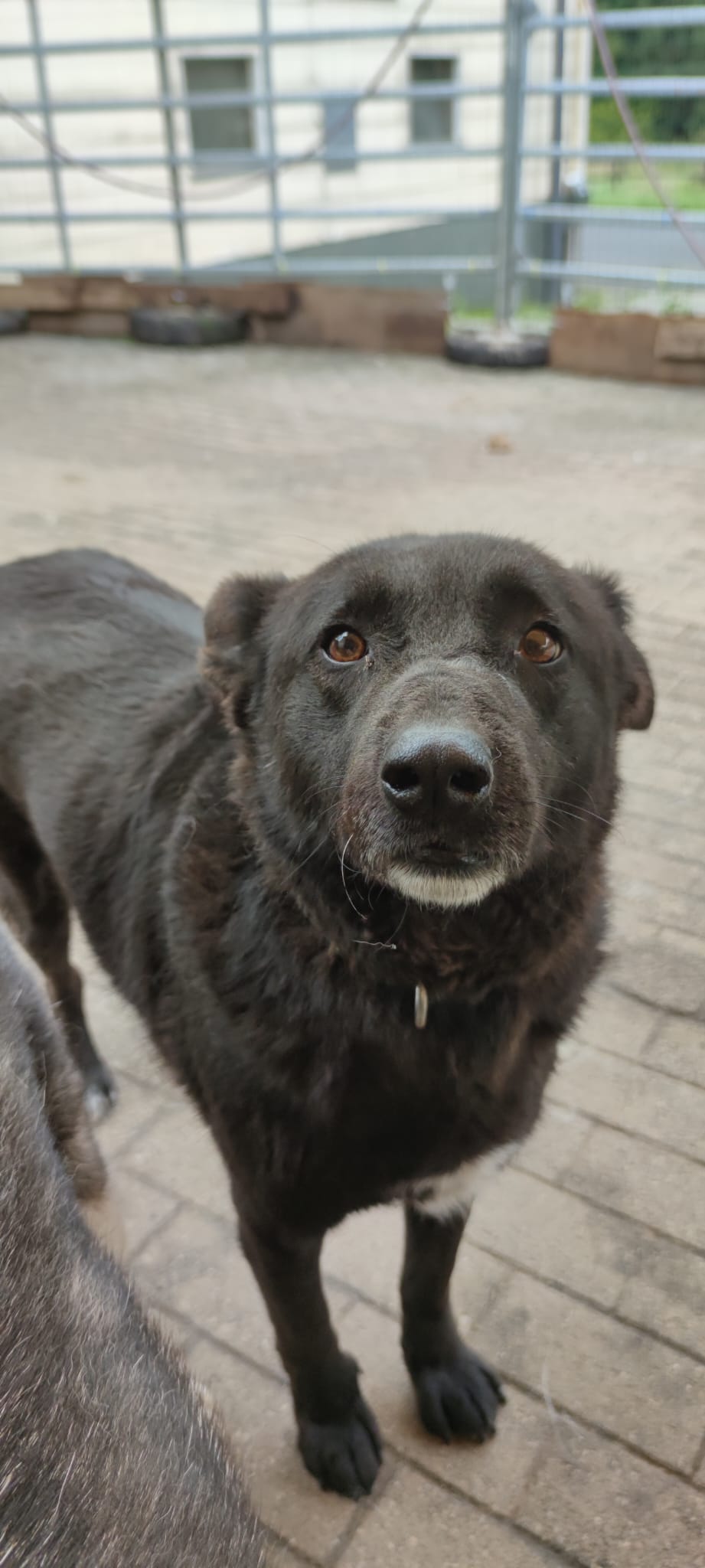 Raven - Anfängerhund