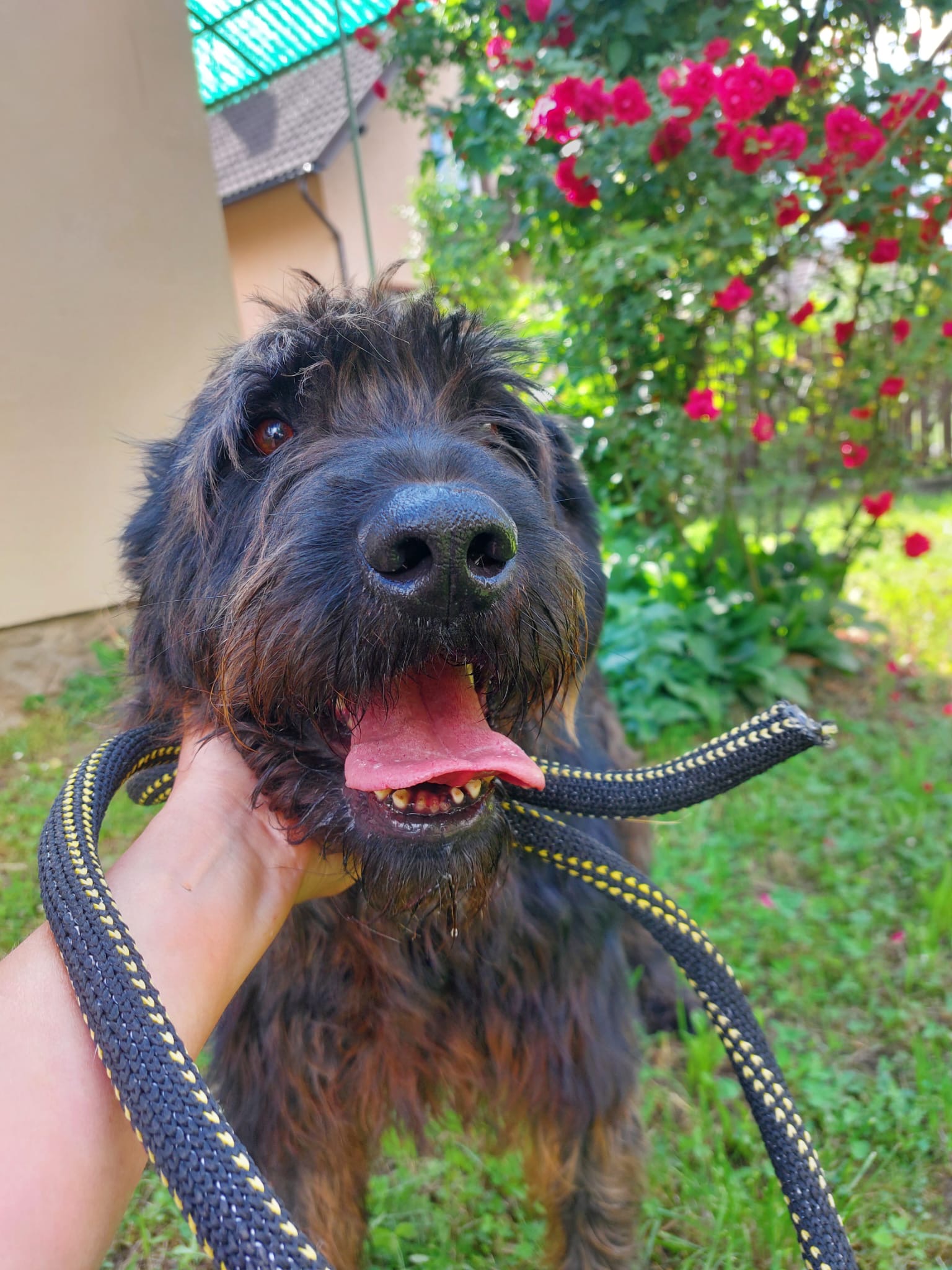 Blacky 🐾🐕