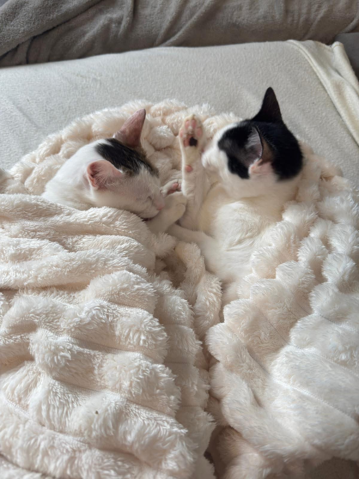 Queenie und Pancake