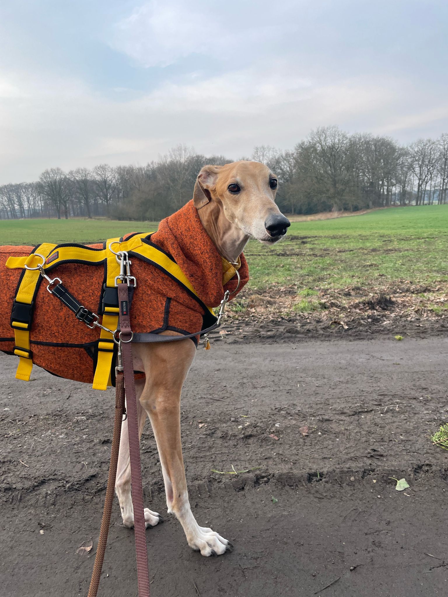 Cairo wartet in 47226 Duisburg