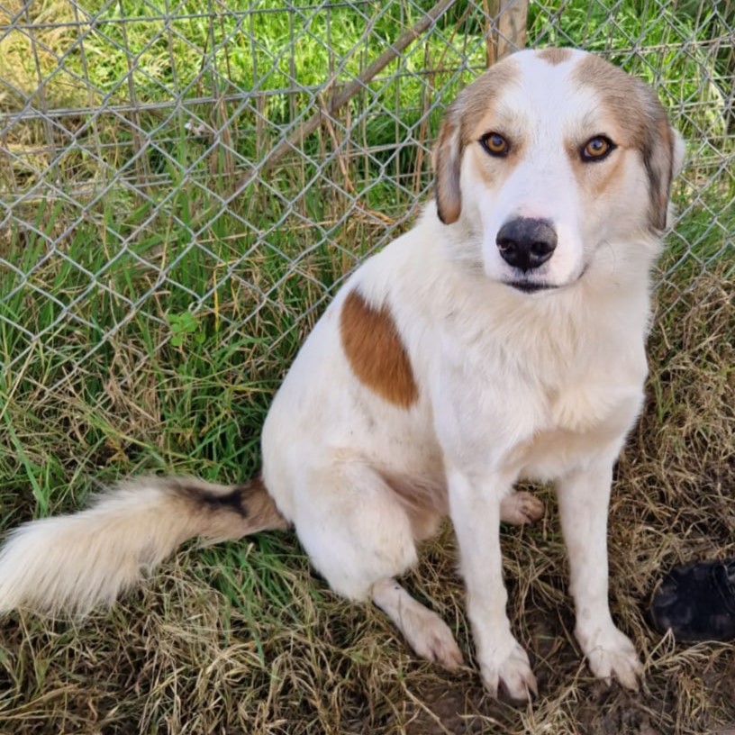Balu