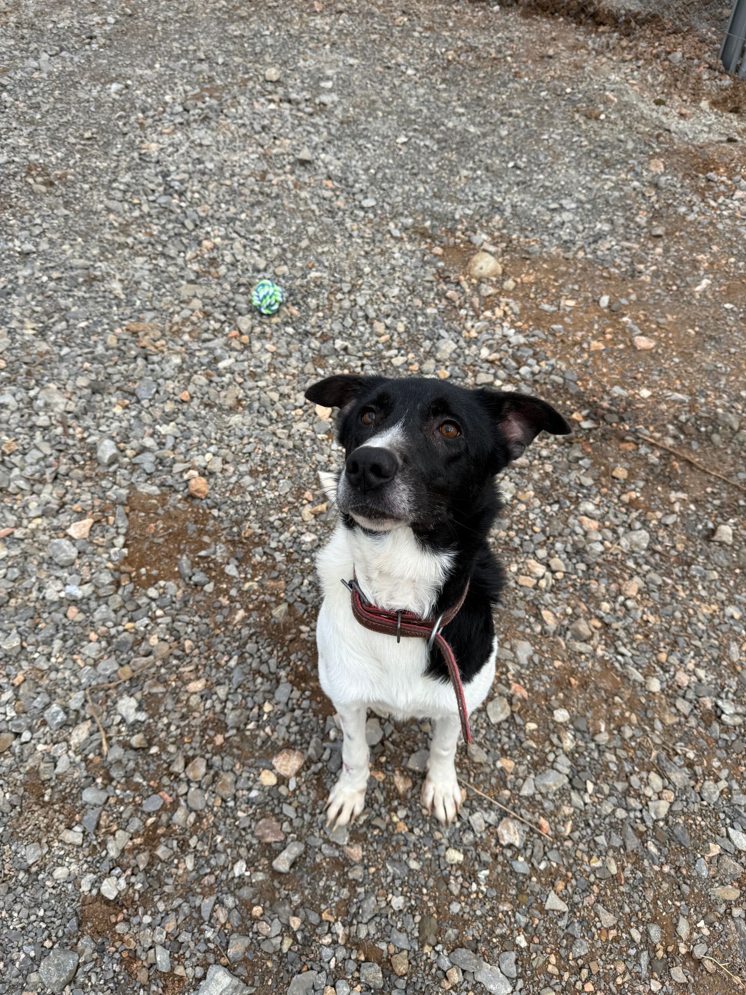 Oreo