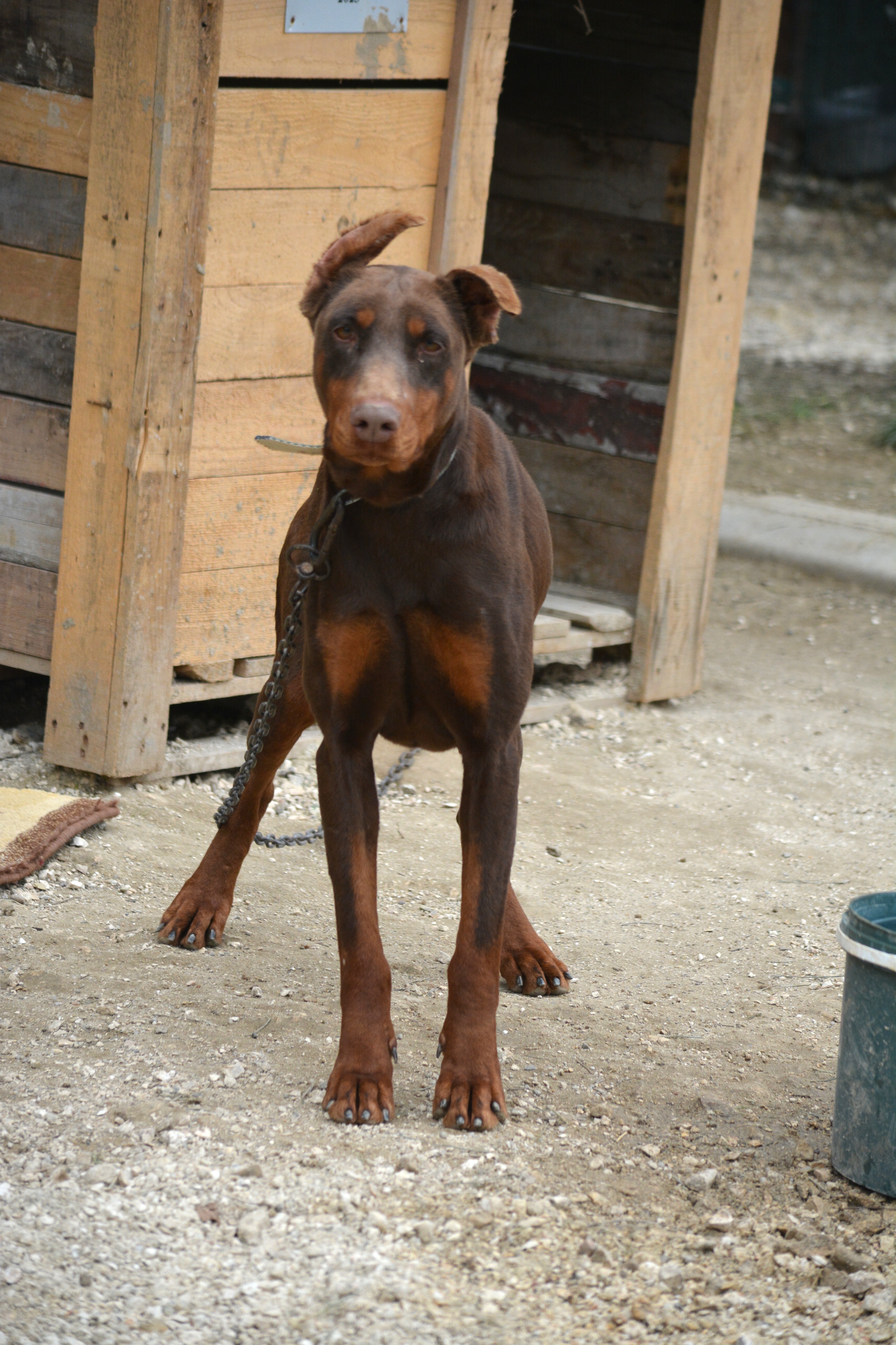 Dobermann Jessica