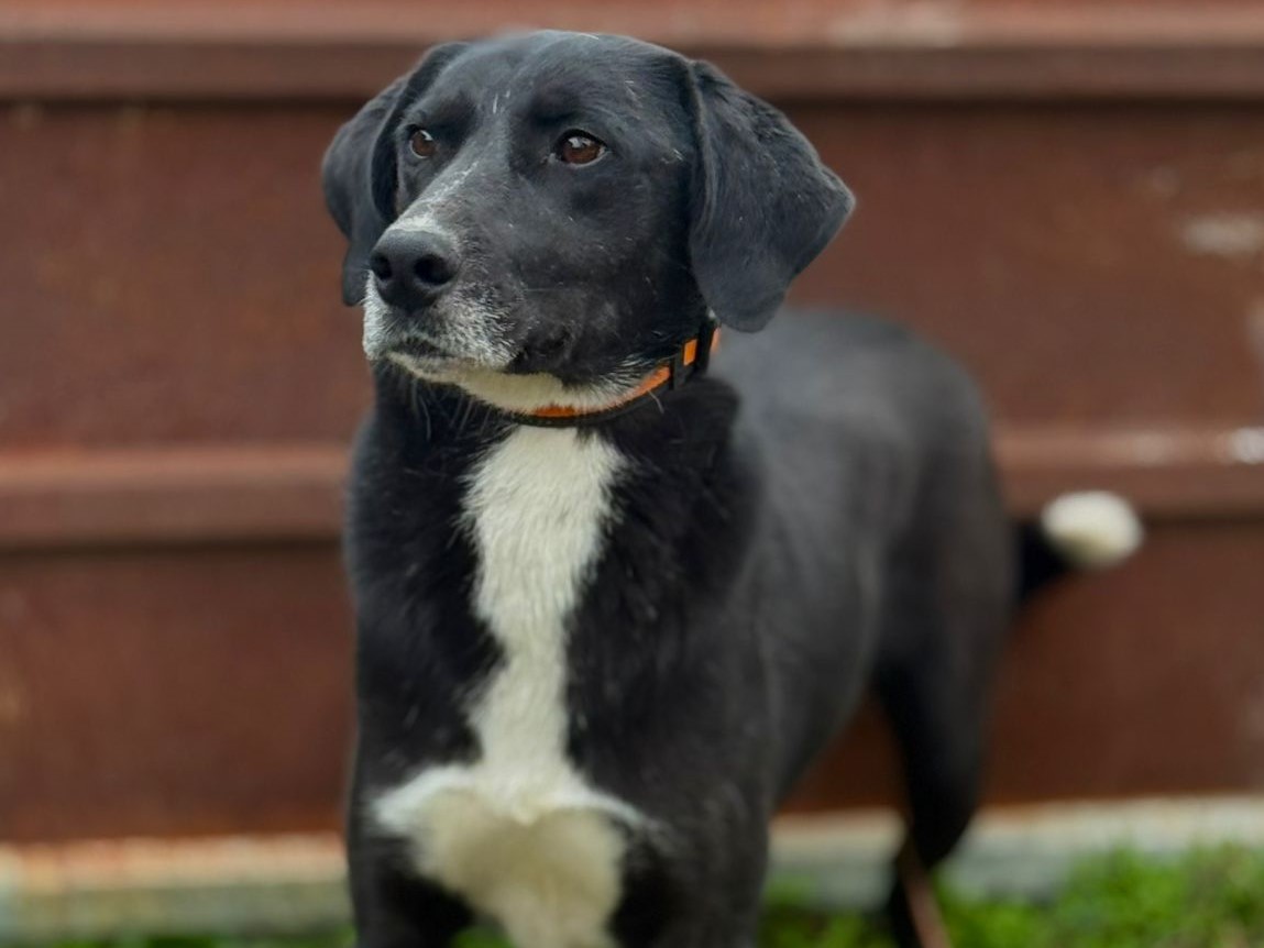 🐶Lieber Buck sucht Familie🖤