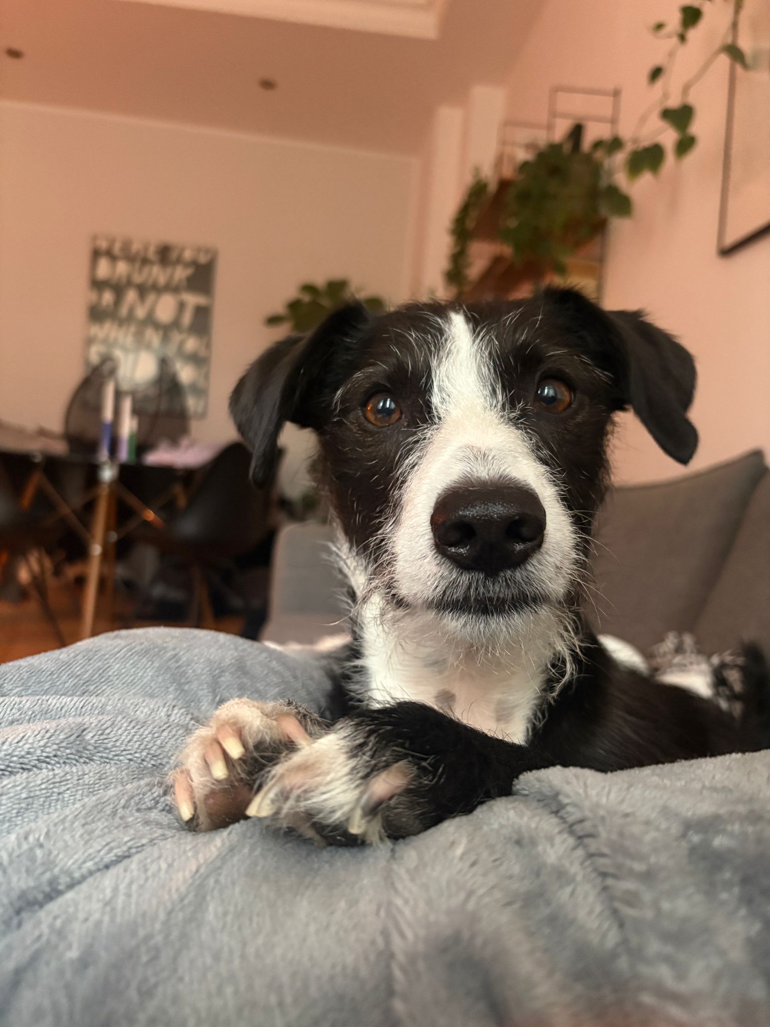 FYNN