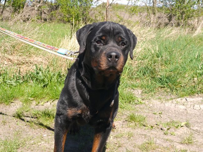TAZ