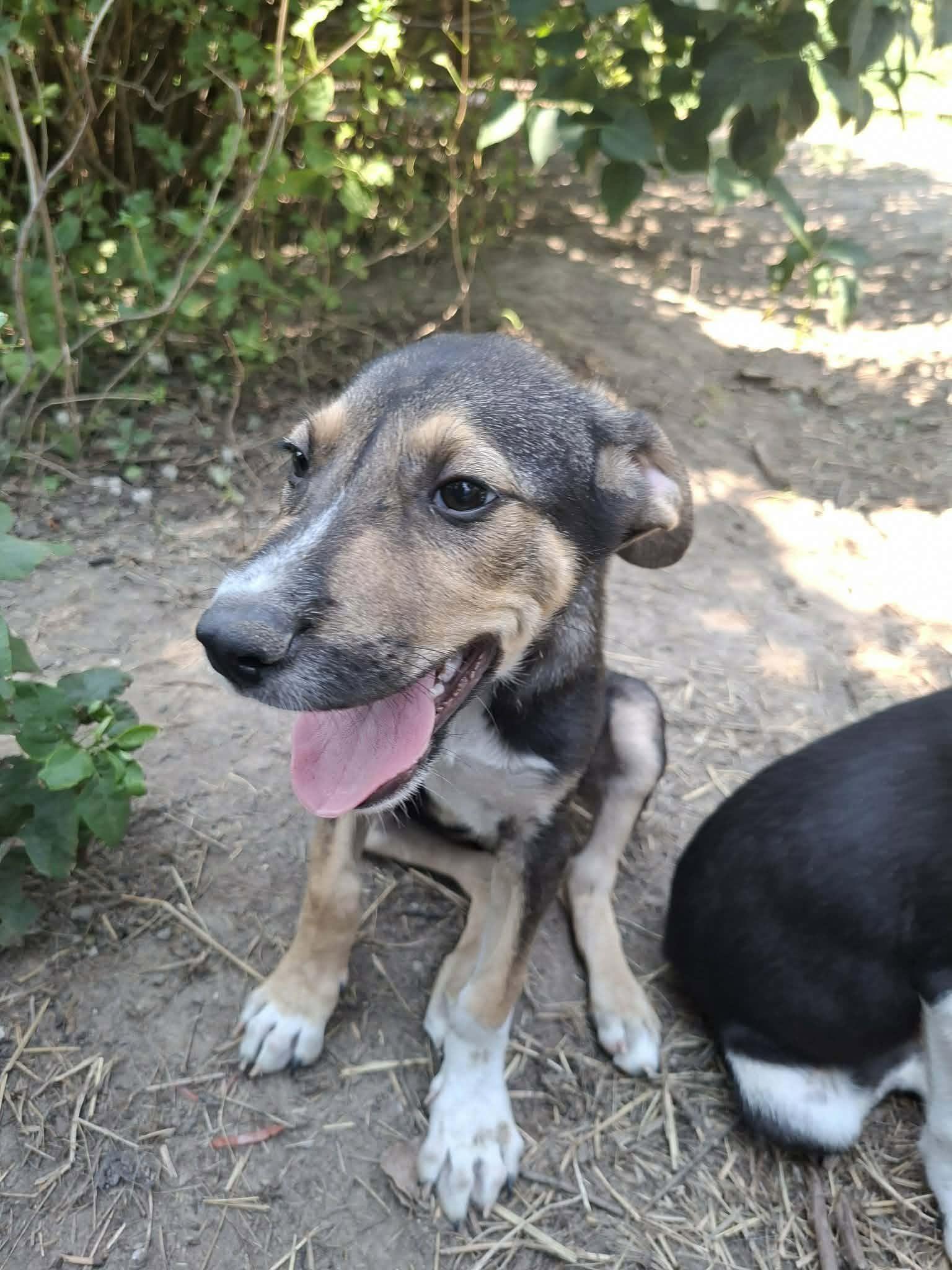 Balduin 🐕 !!!NOTFALL!!!