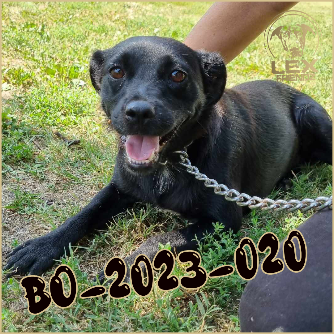 BO-2023-020