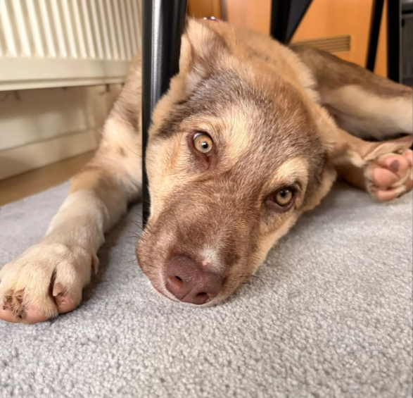 Welpenmädchen OKI