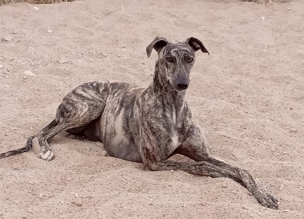 CABALLERO