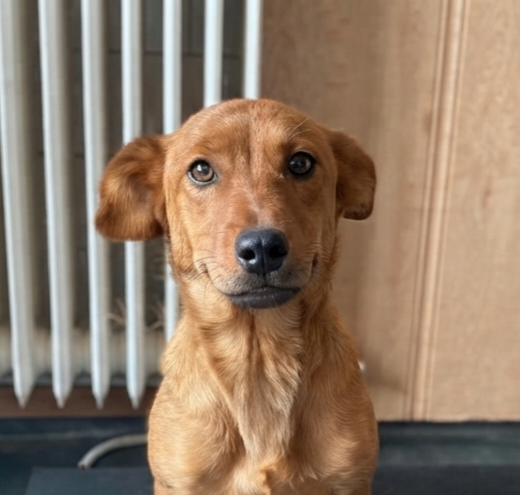 Ronja