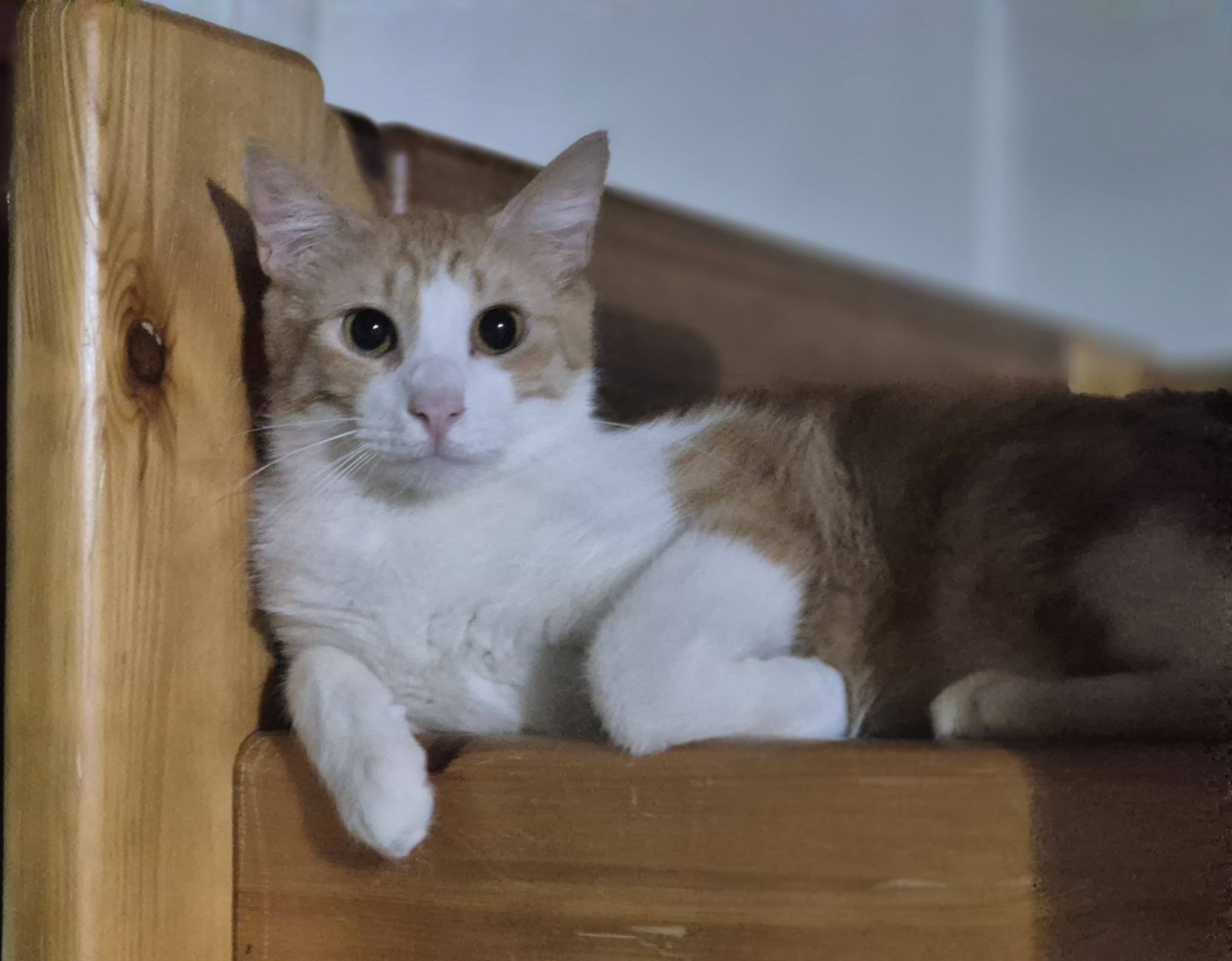 Süßer Kater Fritzi
