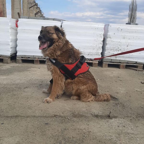 Vito