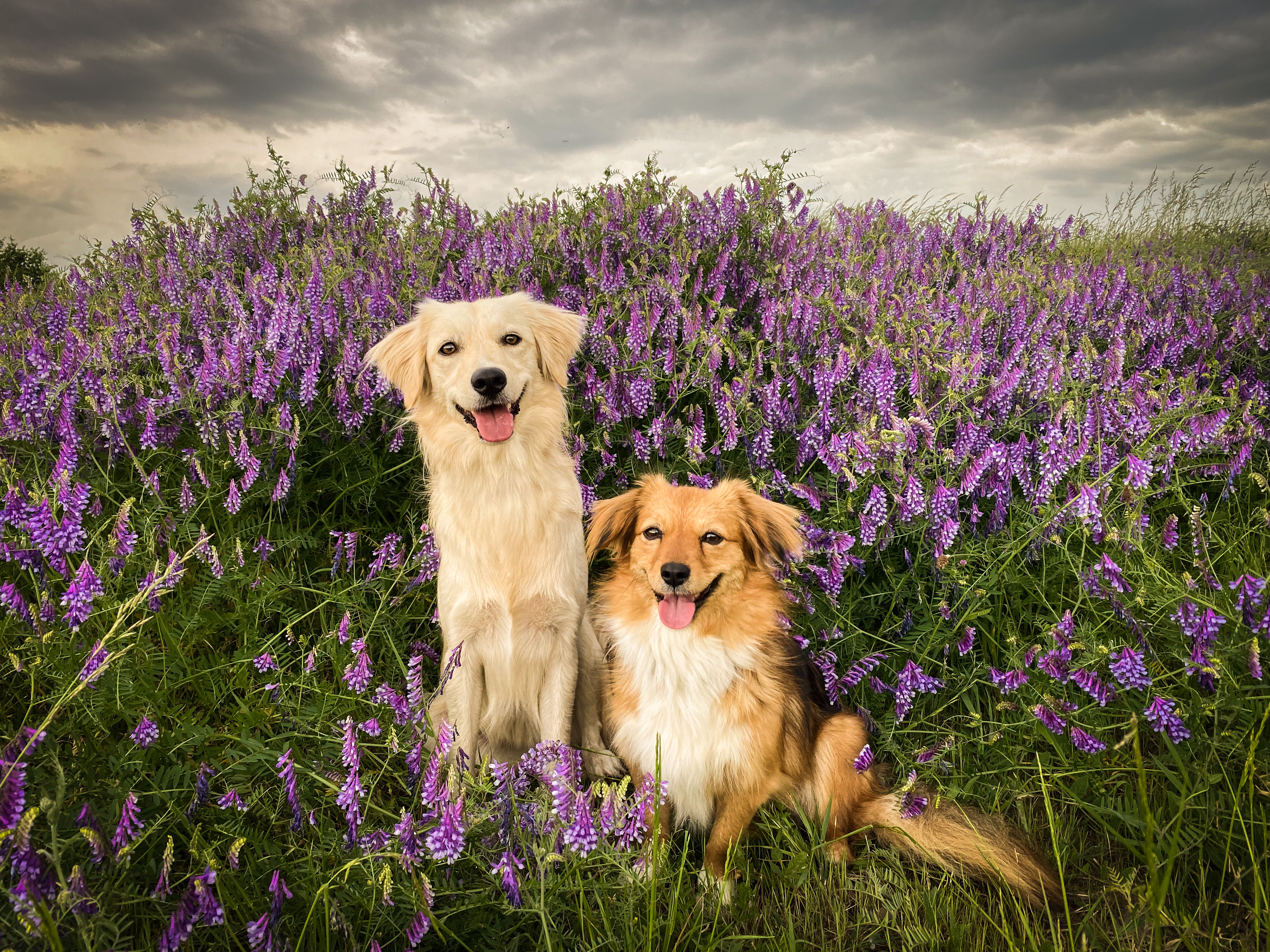 Hundevermittlung