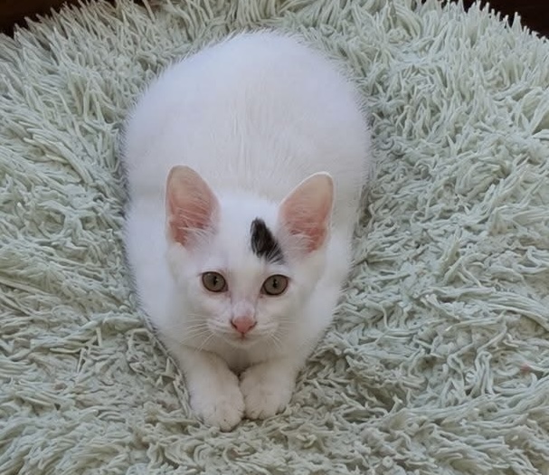Floki