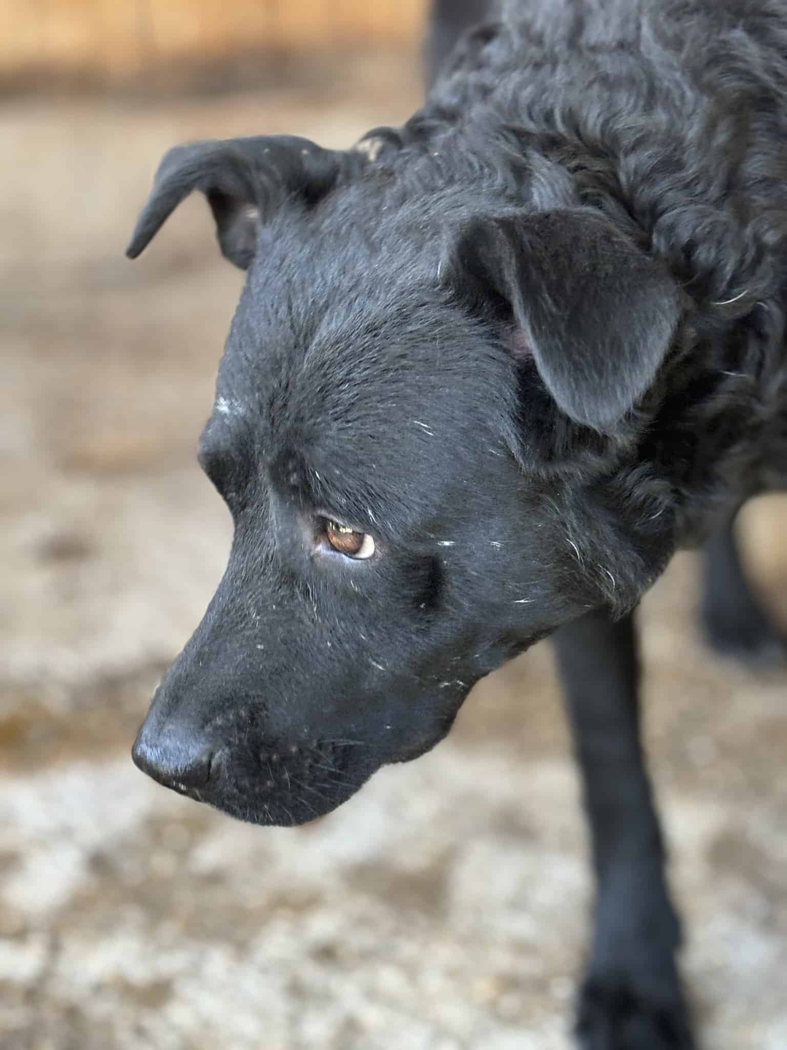 Saba