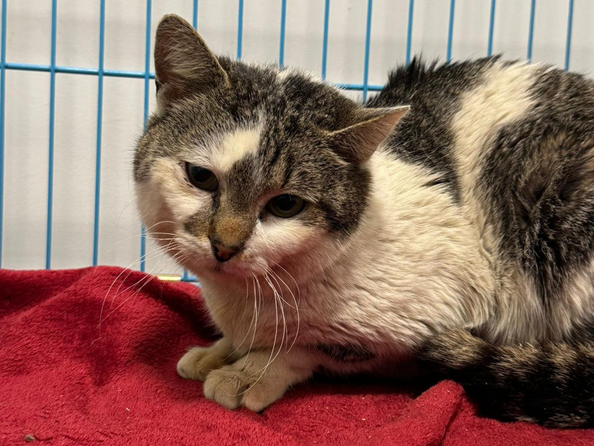 🆘Gnadenplatz für Falici🆘