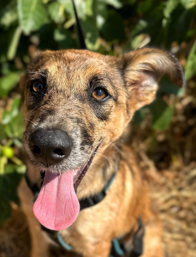 Duke