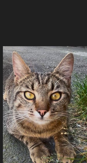 🐱 Teddy, der Schmusekater 🐱