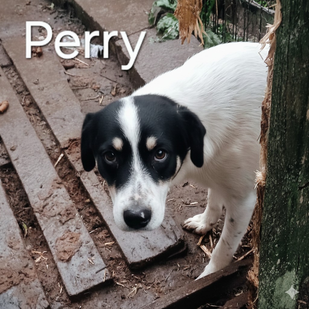 Perry