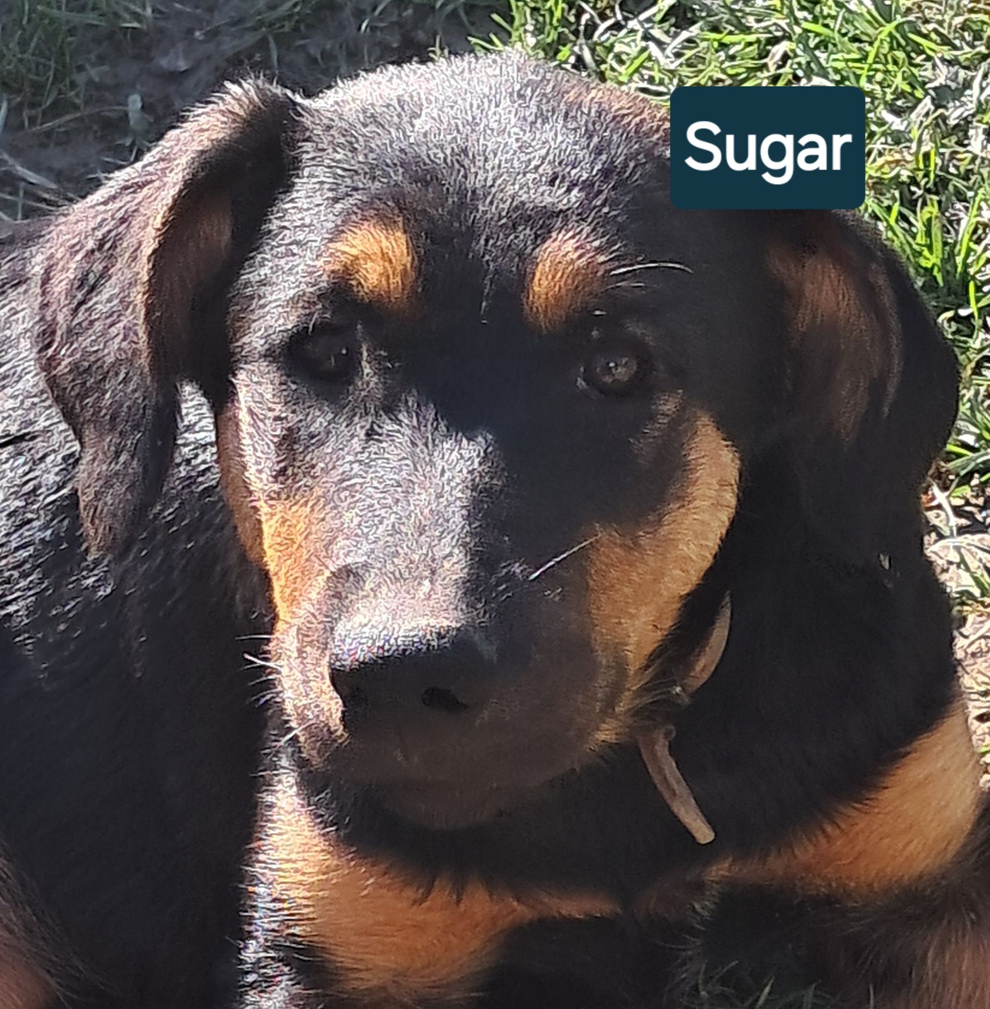 Sugar