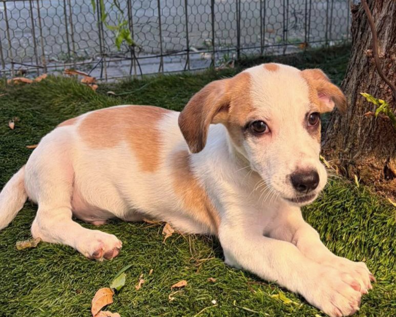 Edy💕will das Hunde ABC lernen