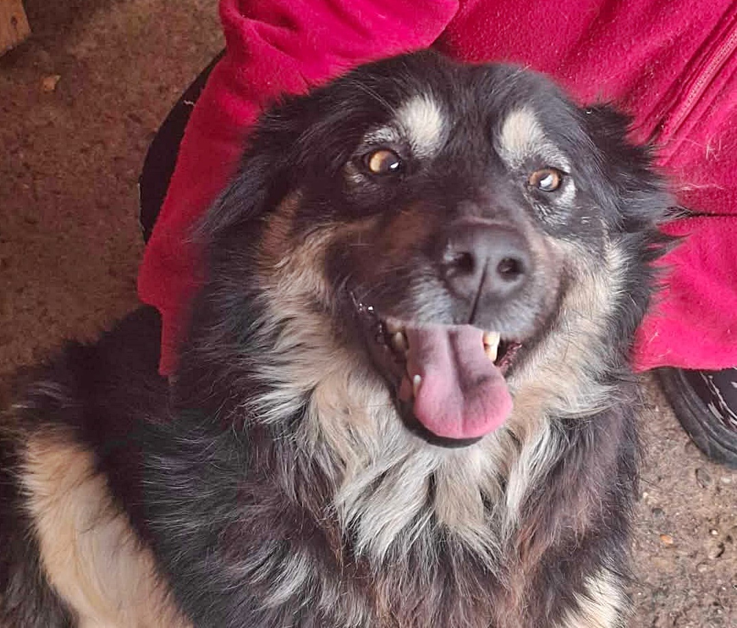 Laika, menschenbezogen