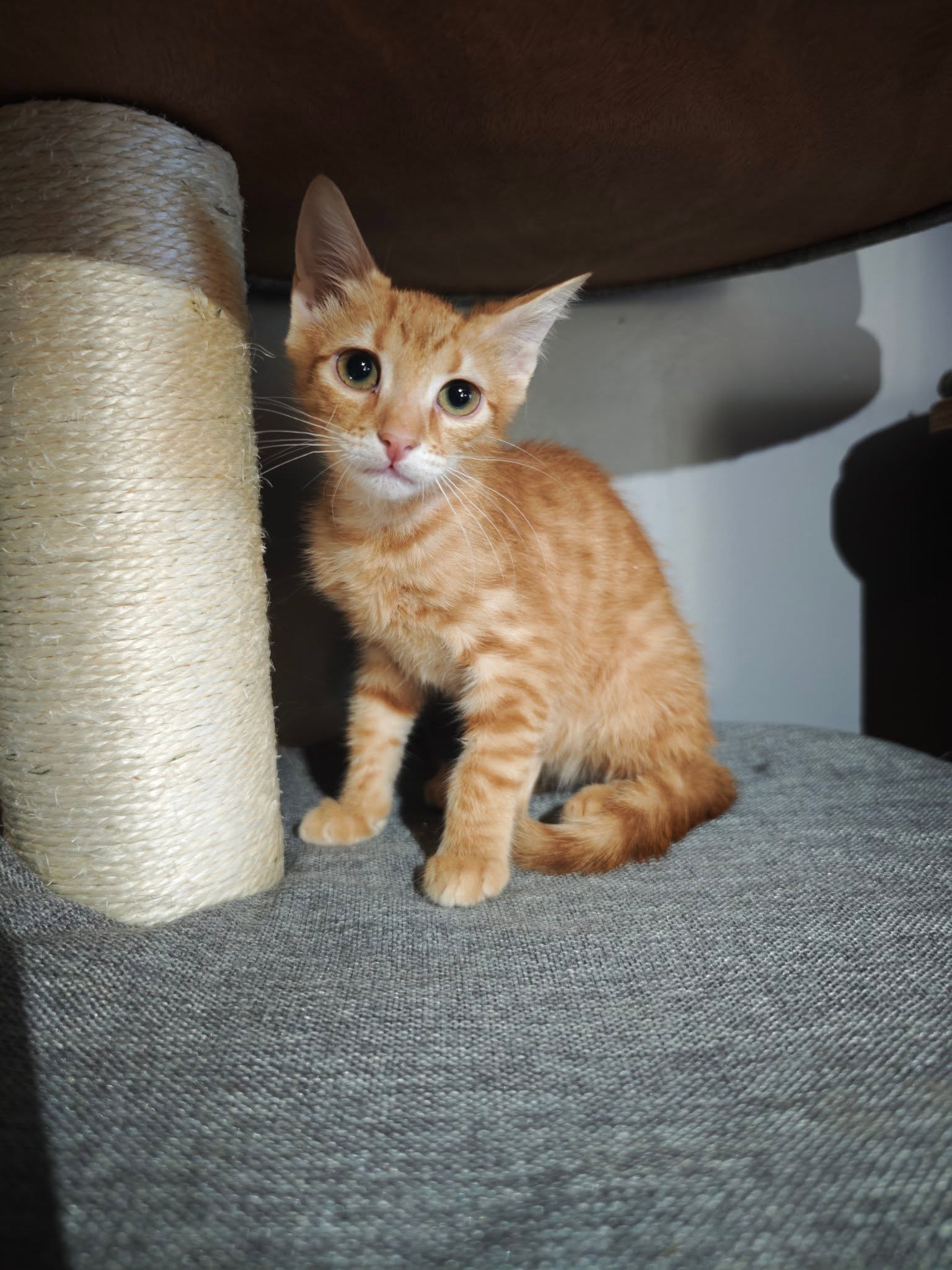 Amber