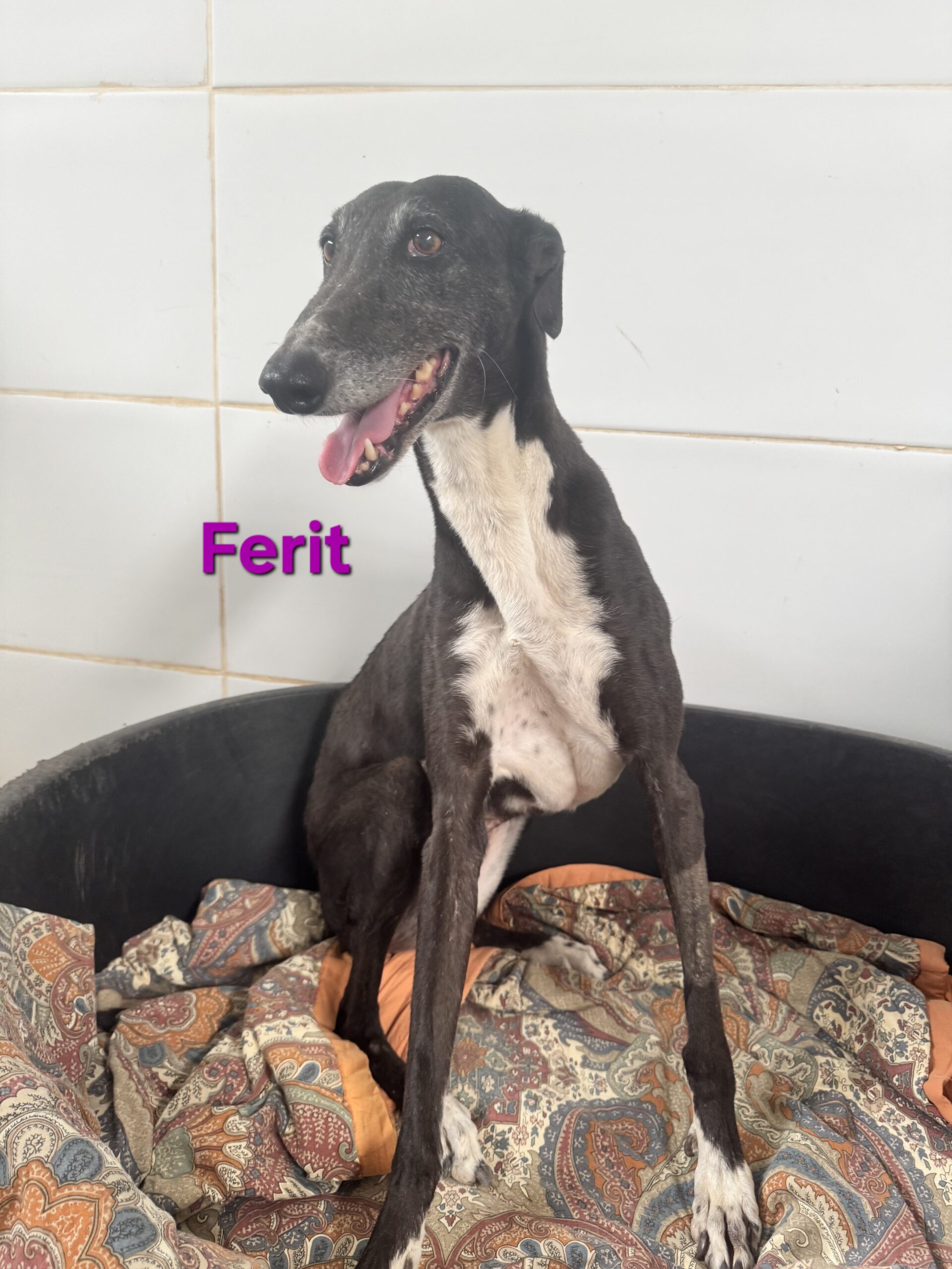Ferit