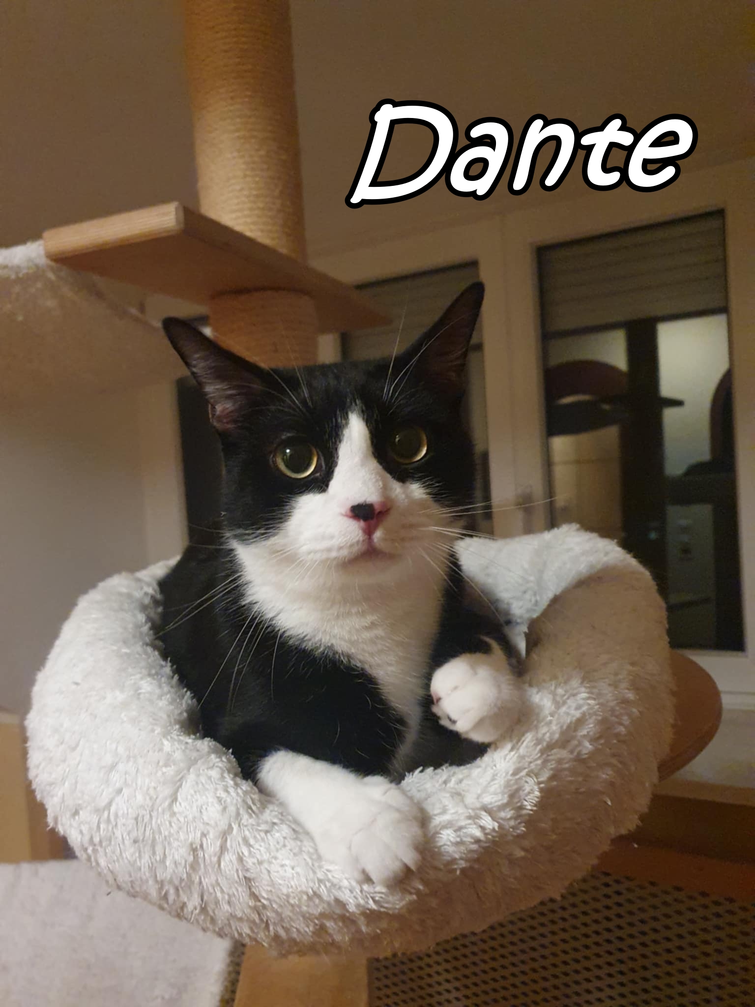 Dante