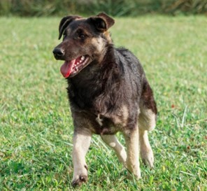 Toto
