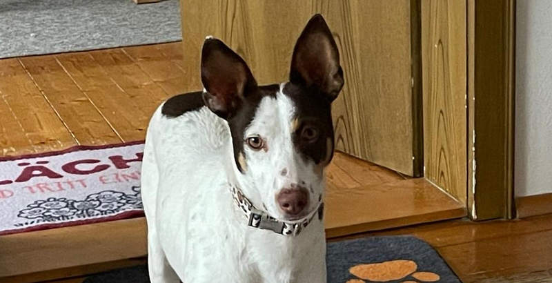Lucy