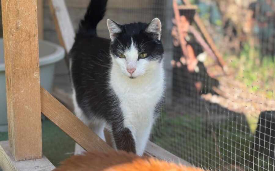 Cat Damon