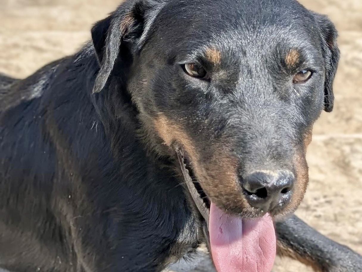 Archie – lebensfroher Freund
