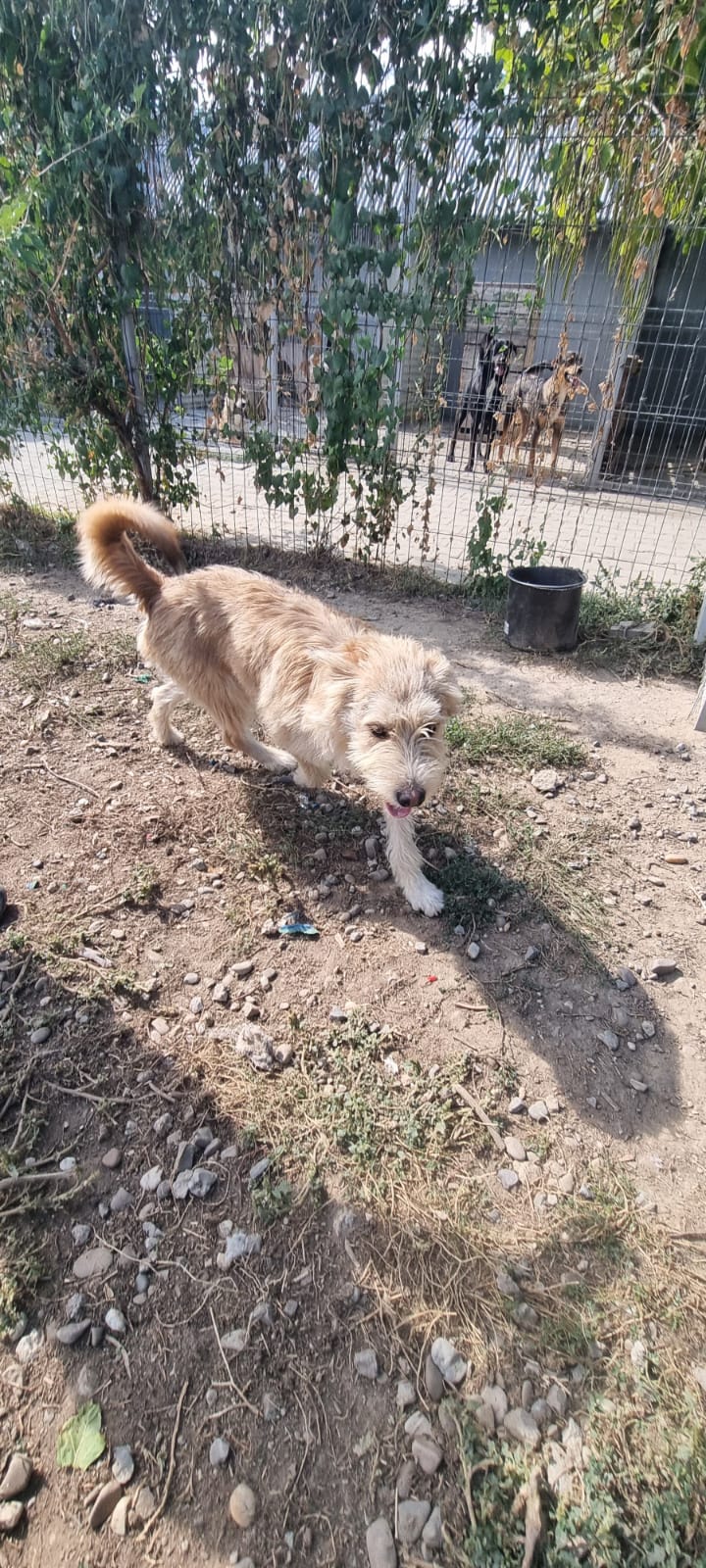 Engel 🐾