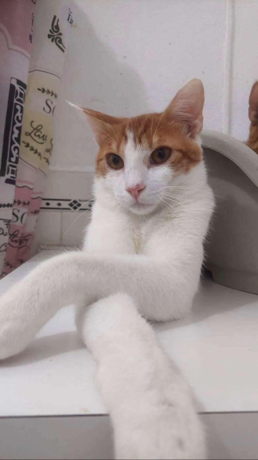 Taz