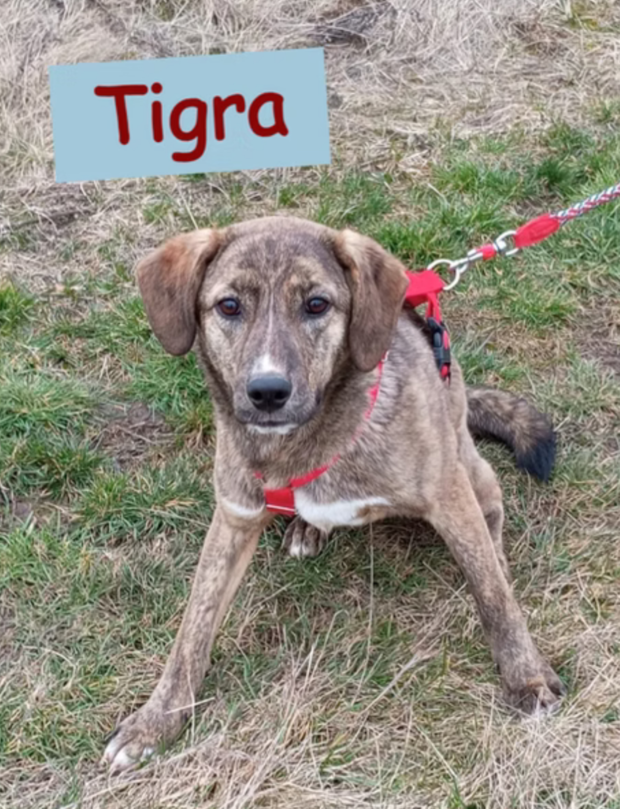 Tigra