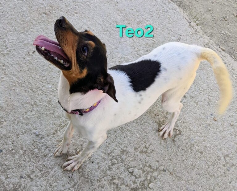 Teo2