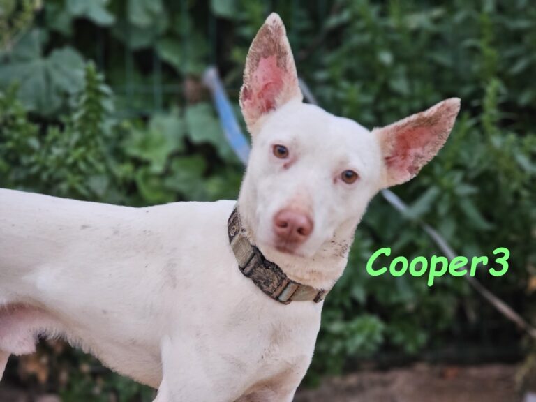 Cooper3