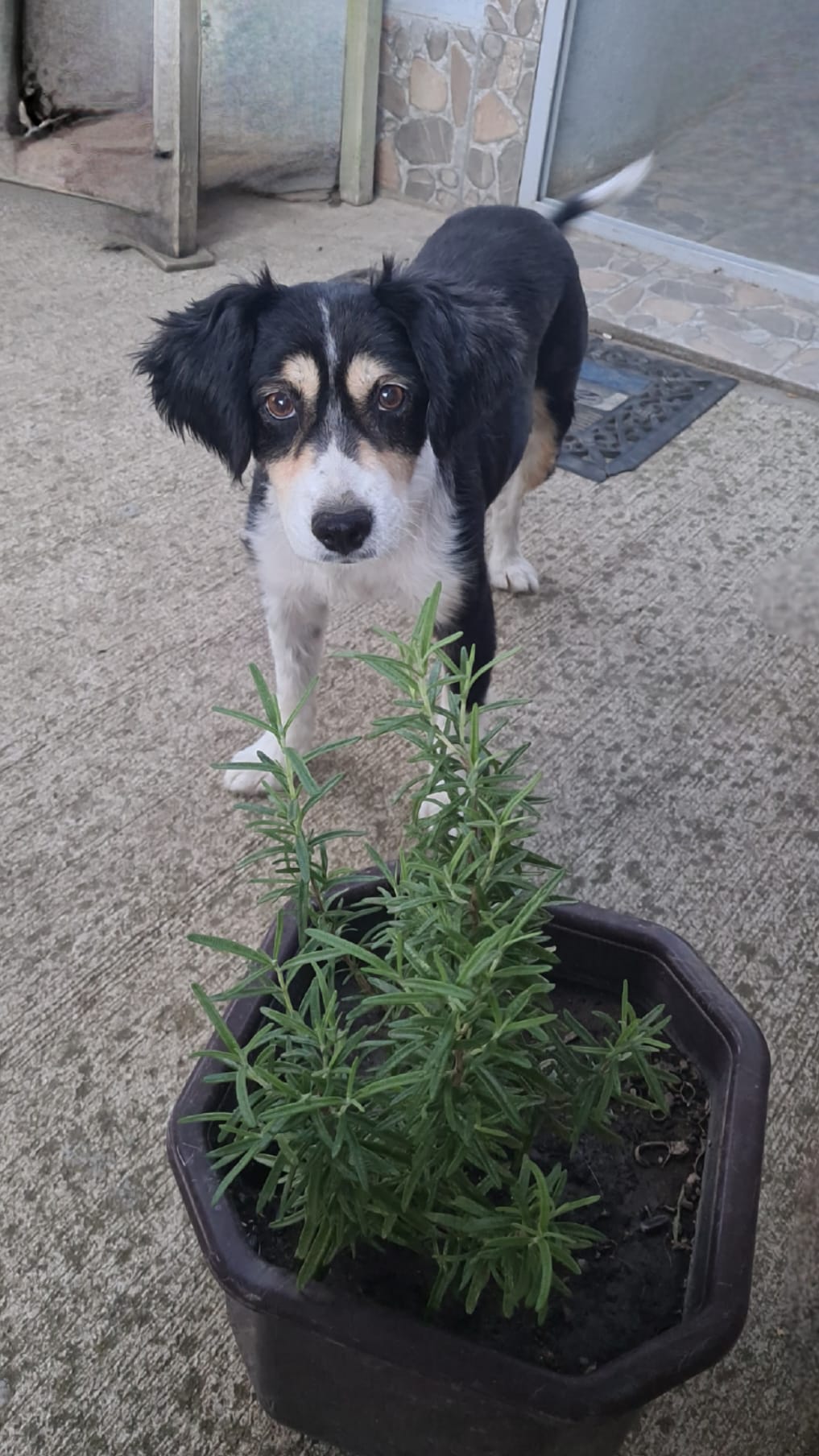Buddy
