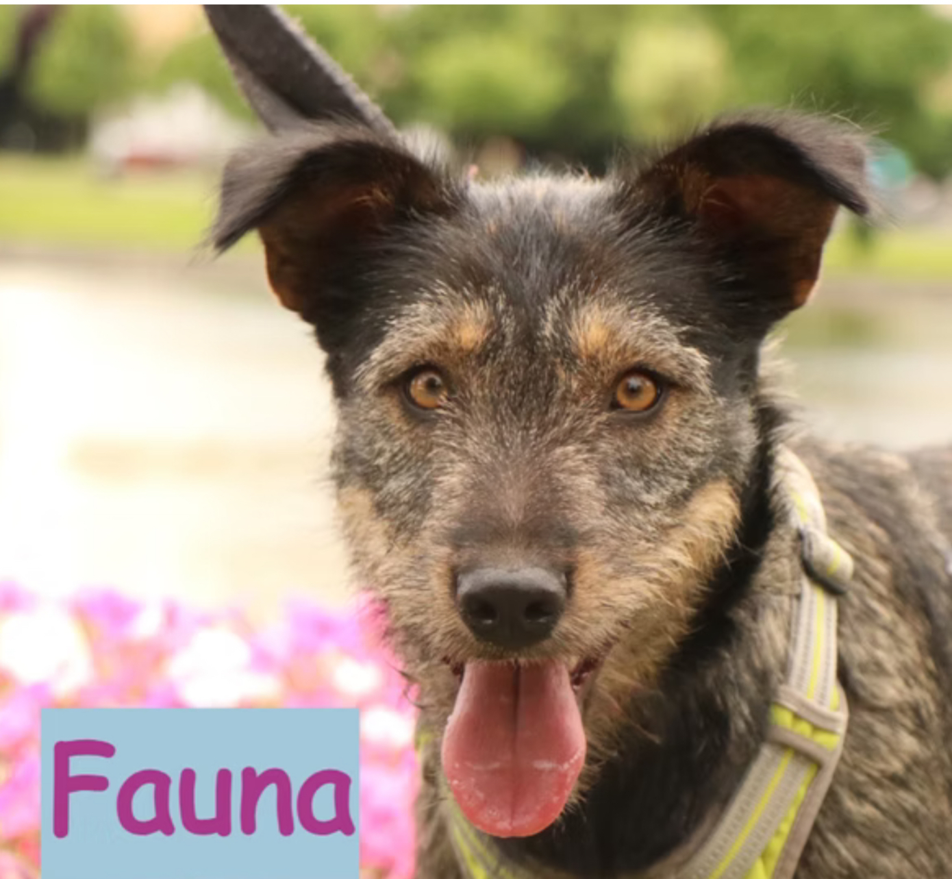 Fauna